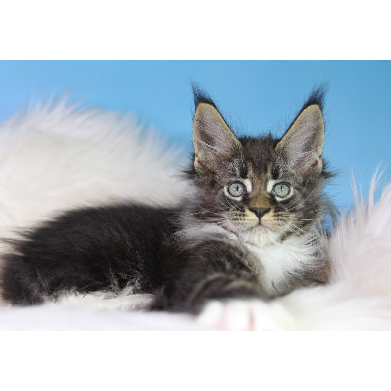 Maine Coon EZ Forest