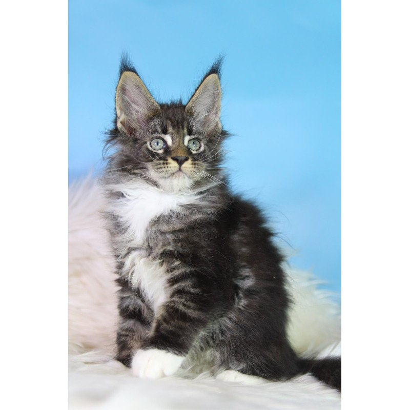 Maine Coon EZ Forest