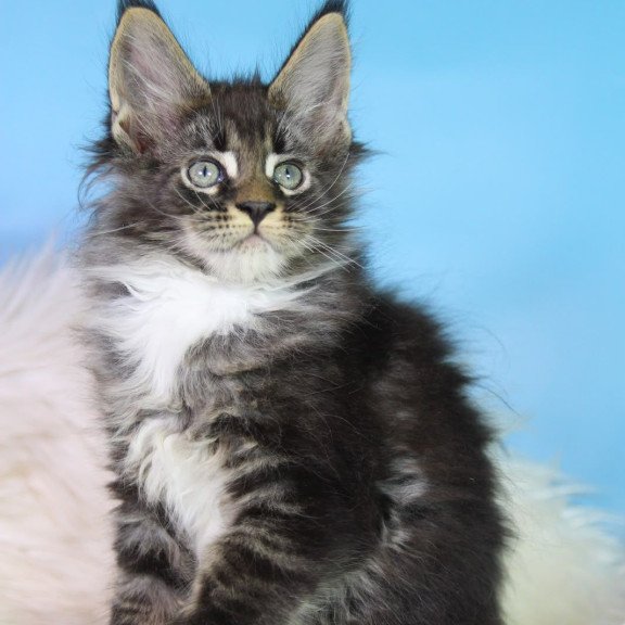 Maine Coon EZ Forest