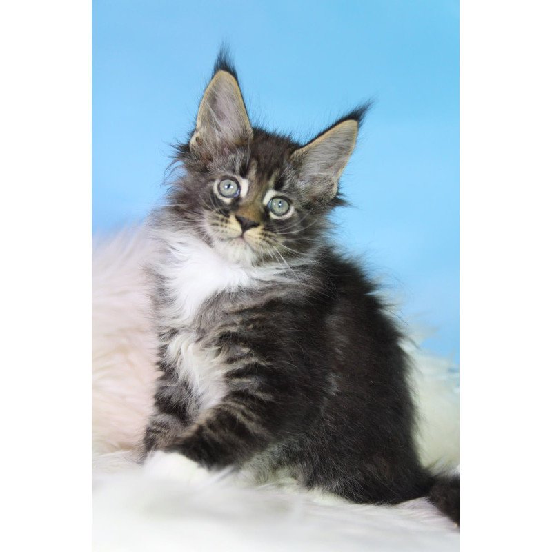 Maine Coon EZ Forest