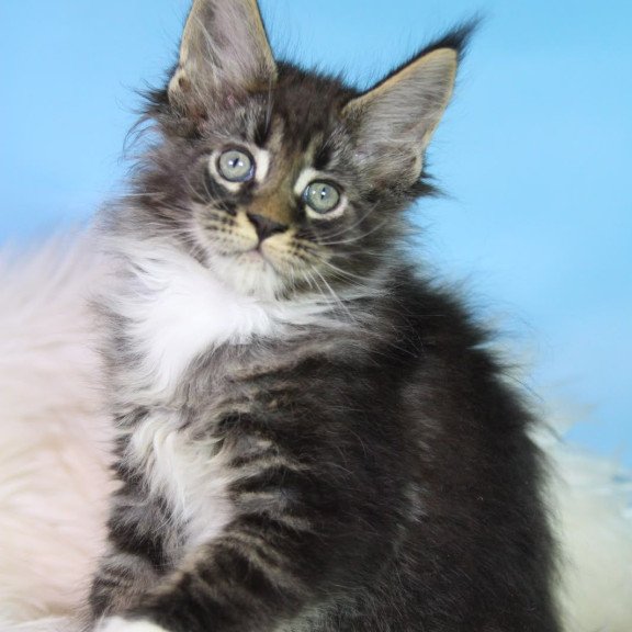 Maine Coon EZ Forest