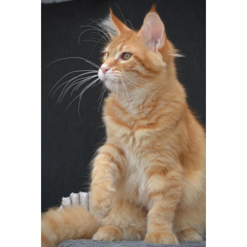 Maine Coon EZ Velvet