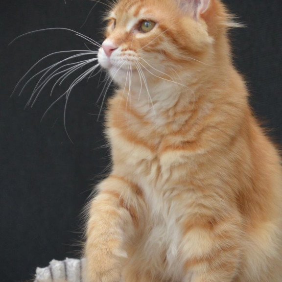 Maine Coon EZ Velvet
