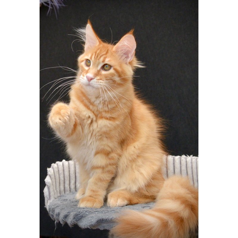 Maine Coon EZ Velvet