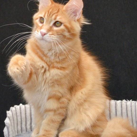 Maine Coon EZ Velvet