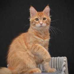 Maine Coon EZ Velvet