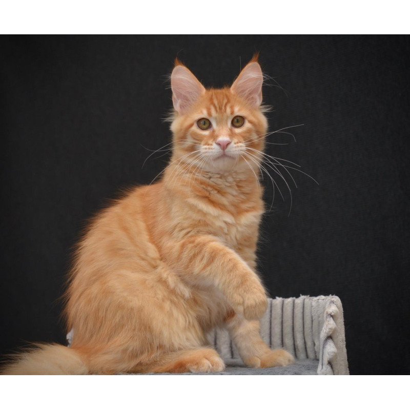 Maine Coon EZ Velvet