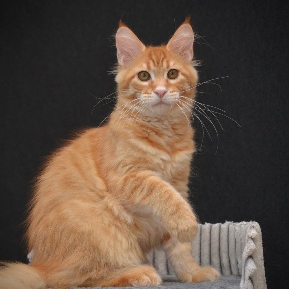 Maine Coon EZ Velvet