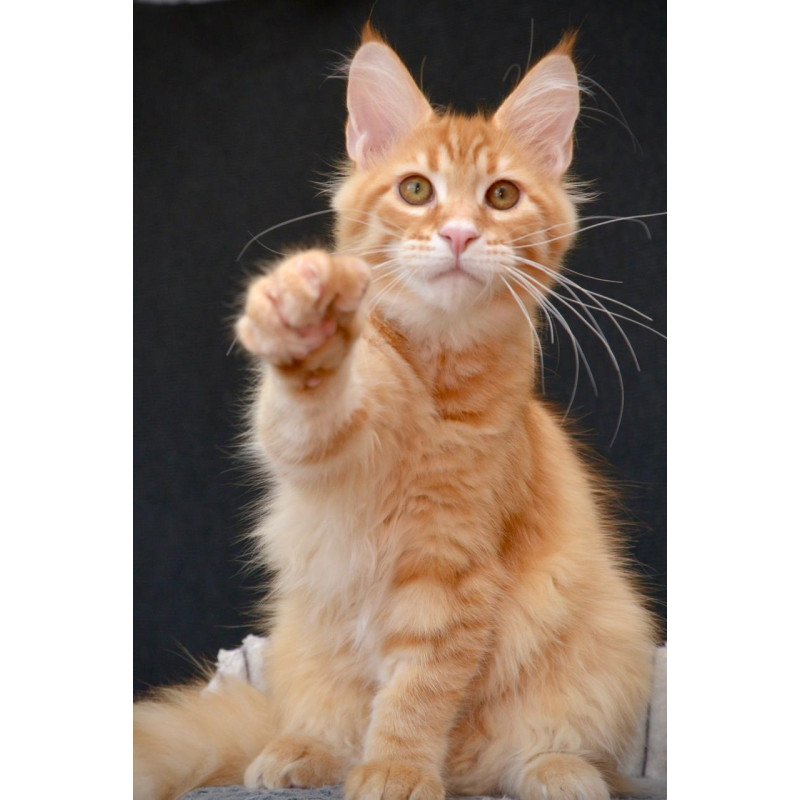 Maine Coon EZ Velvet