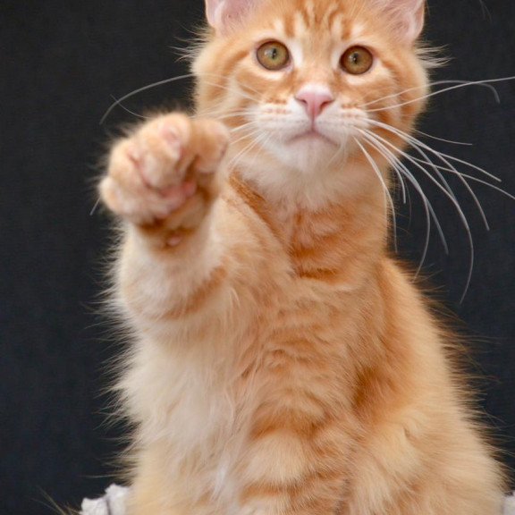 Maine Coon EZ Velvet