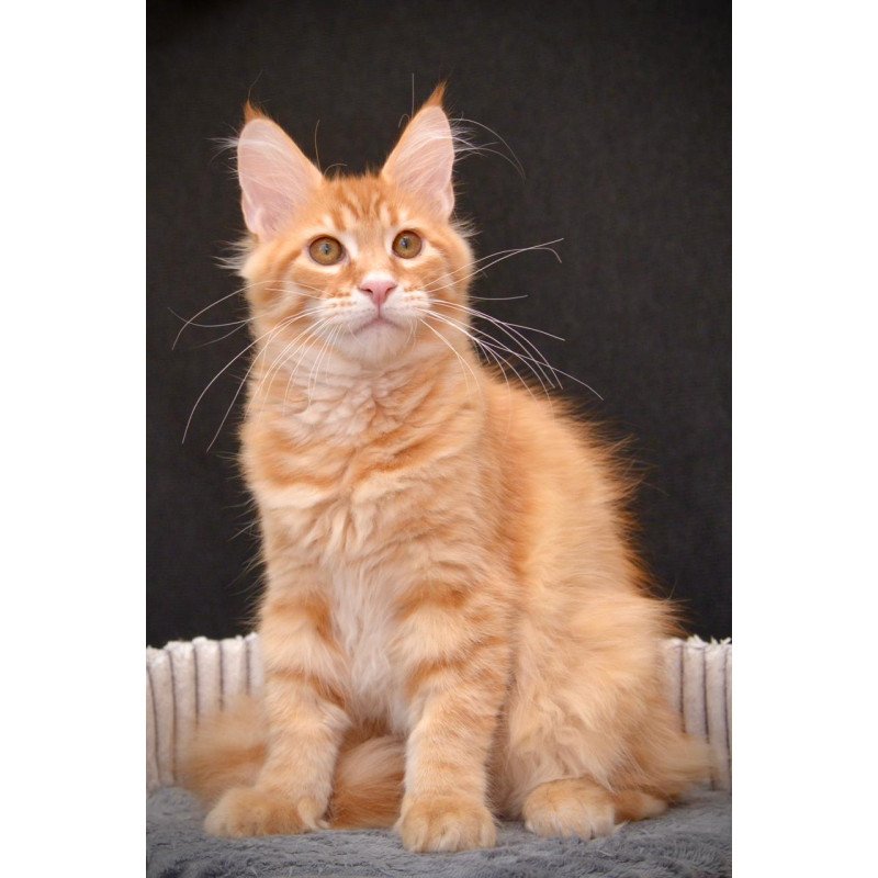 Maine Coon EZ Velvet