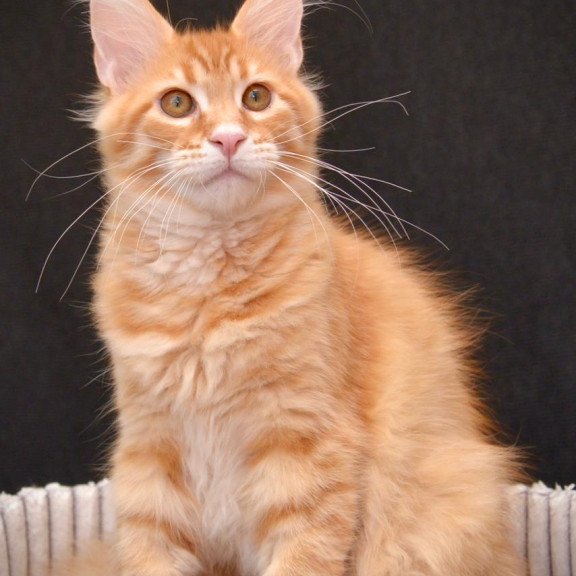 Maine Coon EZ Velvet