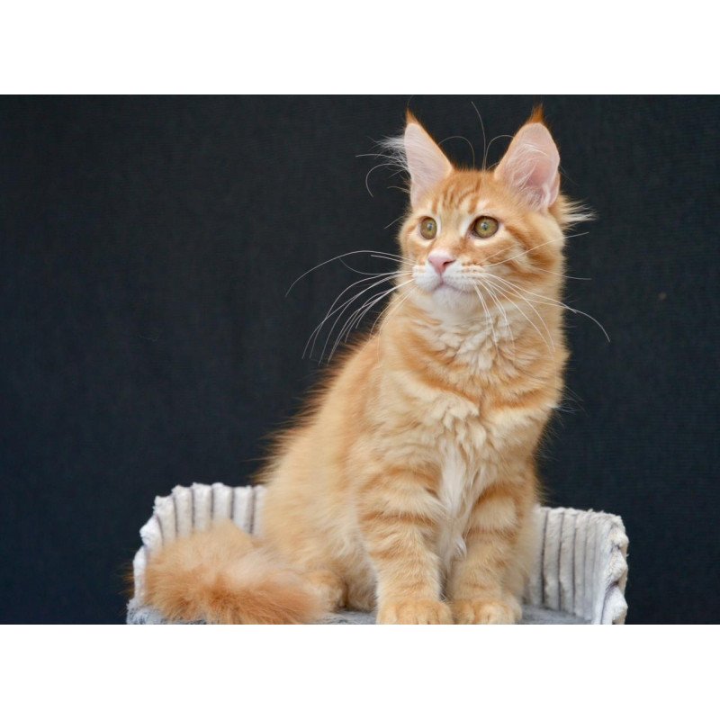 Maine Coon EZ Velvet