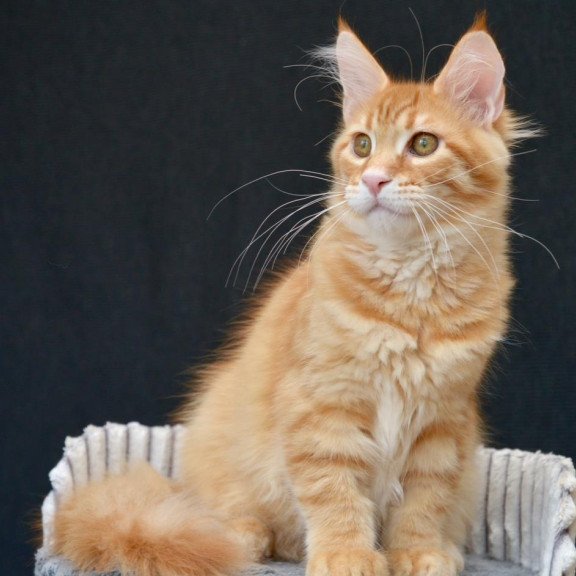 Maine Coon EZ Velvet