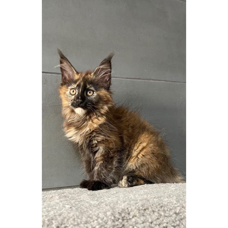 Maine Coon EZ West Coast