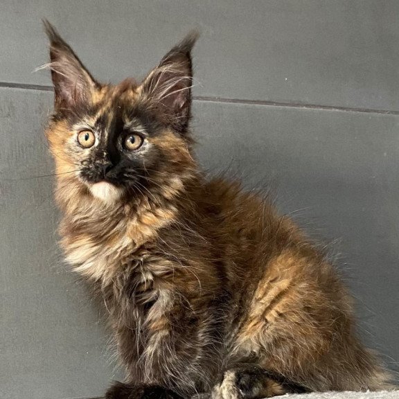 Maine Coon EZ West Coast