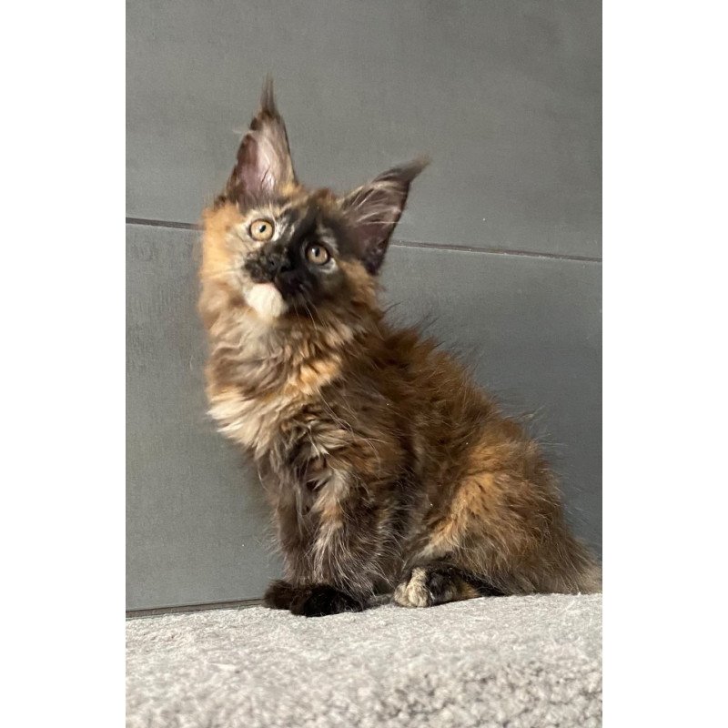 Maine Coon EZ West Coast