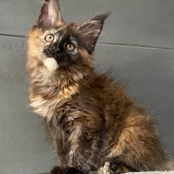 Maine Coon EZ West Coast