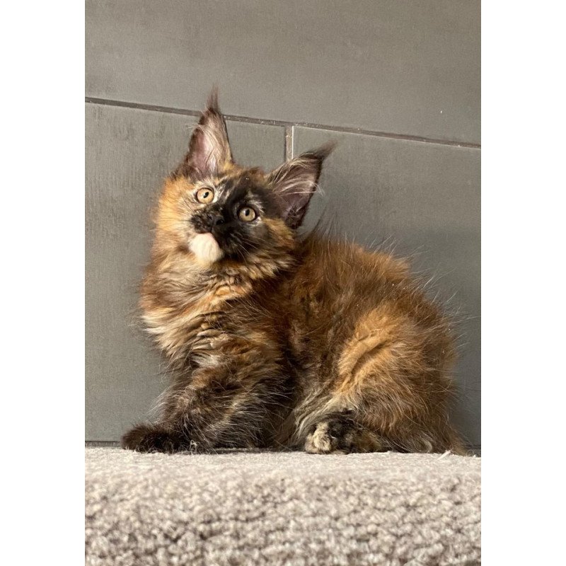 Maine Coon EZ West Coast