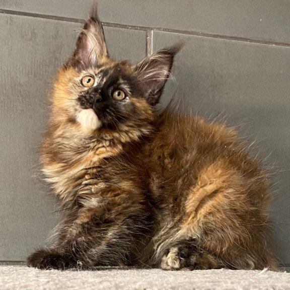 Maine Coon EZ West Coast