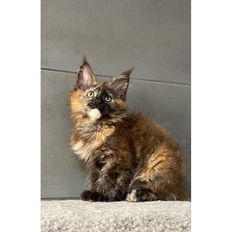 Maine Coon EZ West Coast