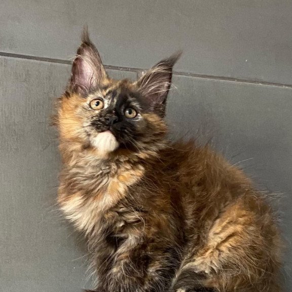 Maine Coon EZ West Coast