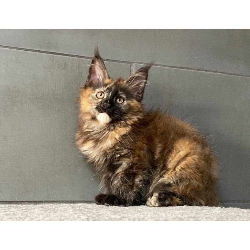 Maine Coon EZ West Coast