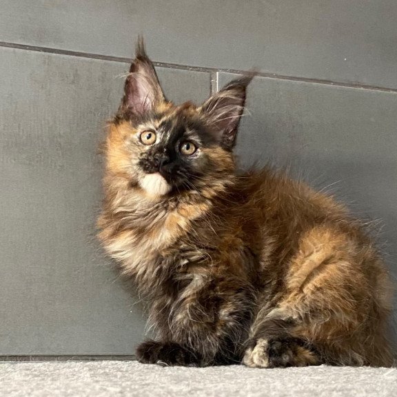 Maine Coon EZ West Coast