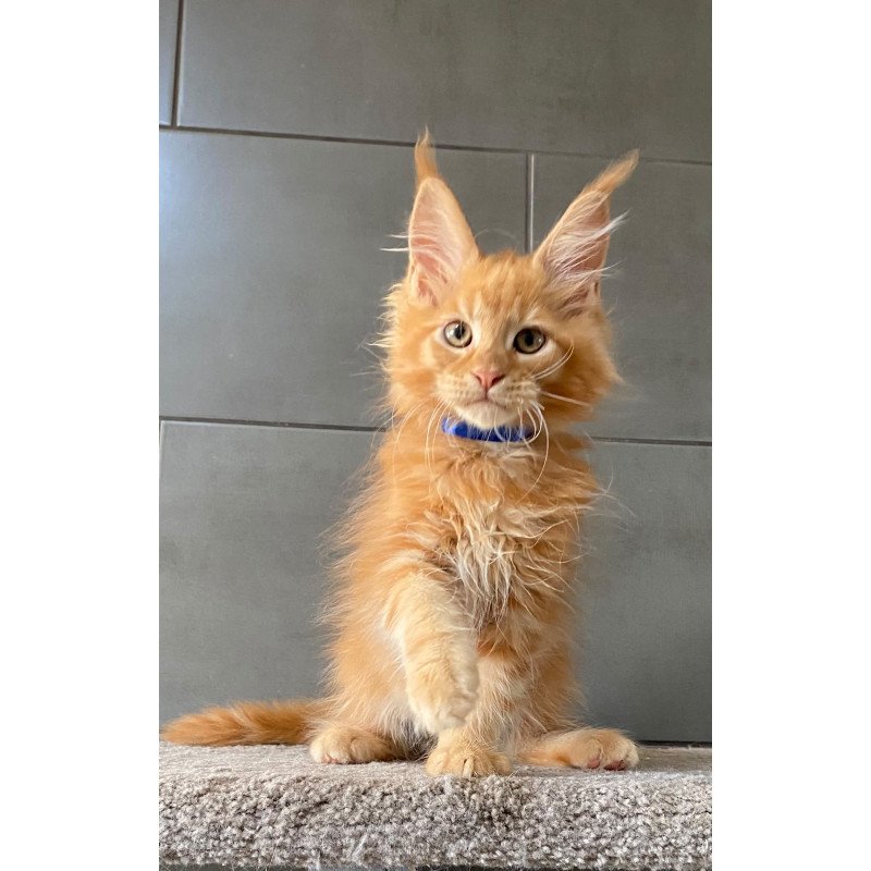 Maine Coon EZ Winnipeg