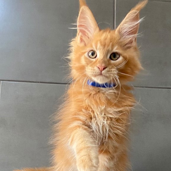 Maine Coon EZ Winnipeg