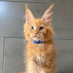 Maine Coon EZ Winnipeg