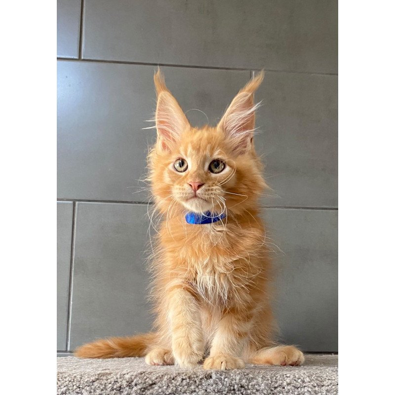 Maine Coon EZ Winnipeg
