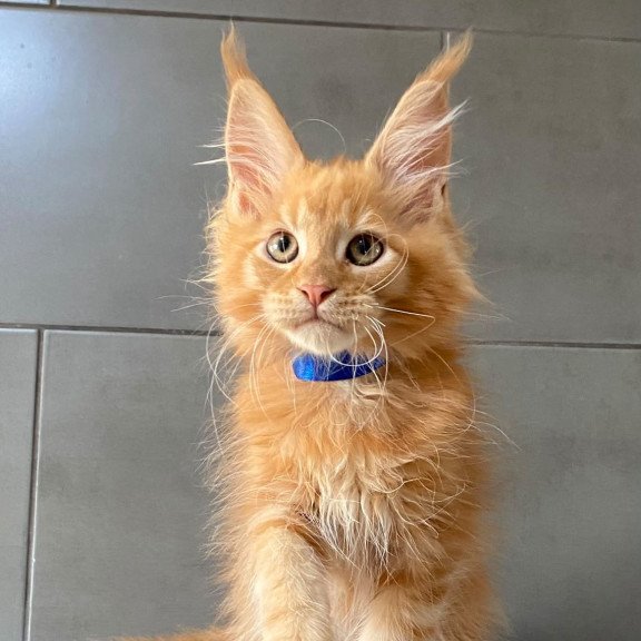 Maine Coon EZ Winnipeg