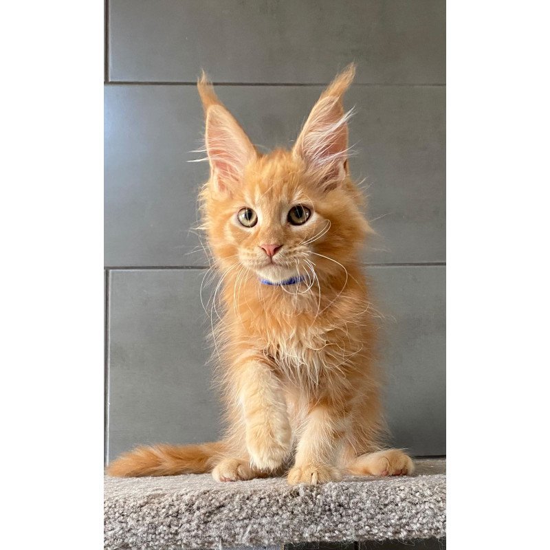 Maine Coon EZ Winnipeg