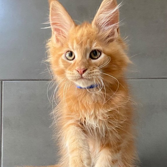 Maine Coon EZ Winnipeg