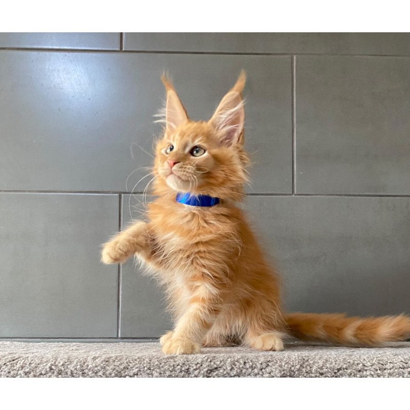 Maine Coon EZ Winnipeg