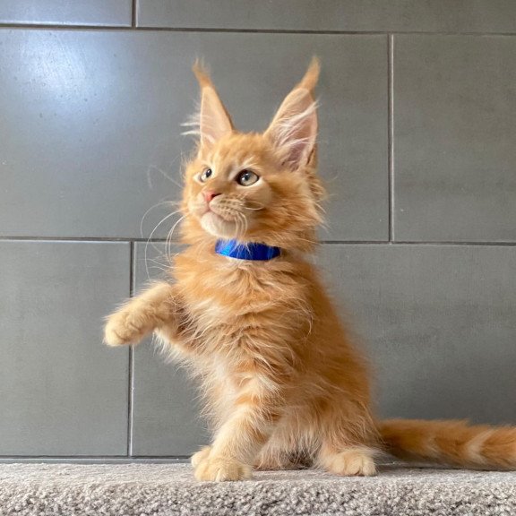 Maine Coon EZ Winnipeg