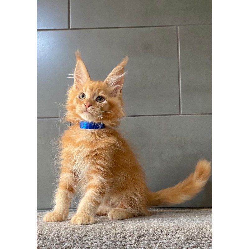 Maine Coon EZ Winnipeg