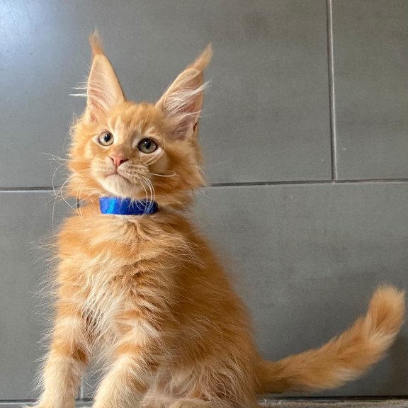 Maine Coon EZ Winnipeg