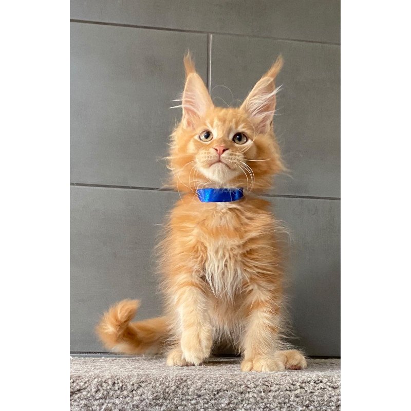 Maine Coon EZ Winnipeg