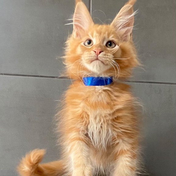 Maine Coon EZ Winnipeg