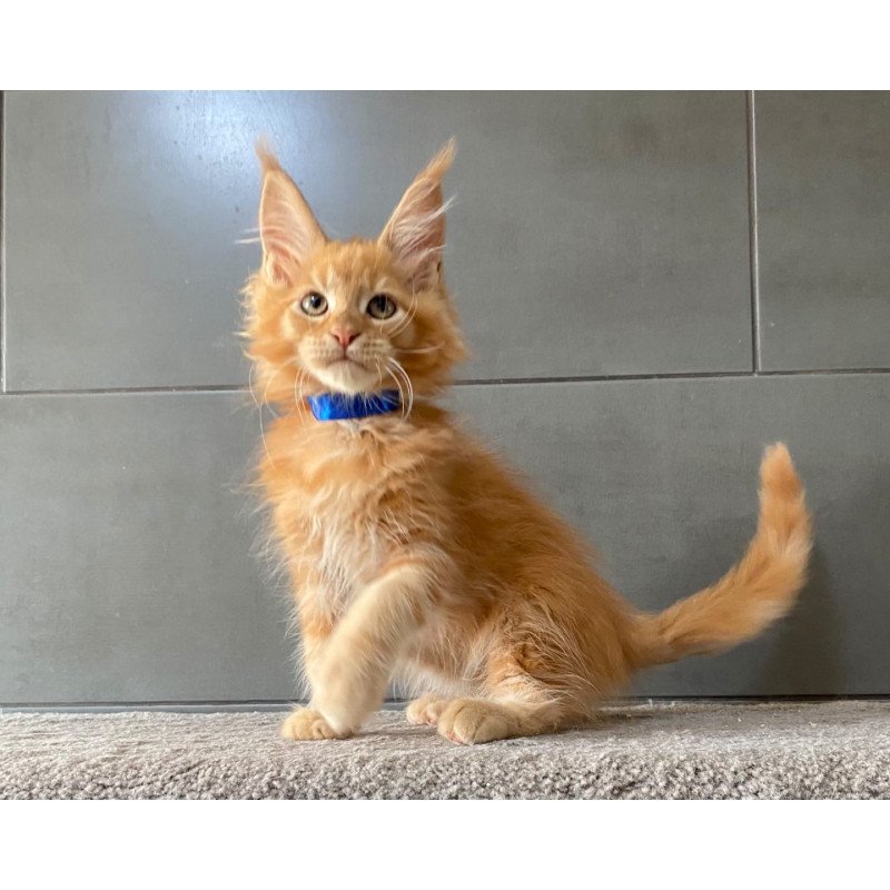 Maine Coon EZ Winnipeg