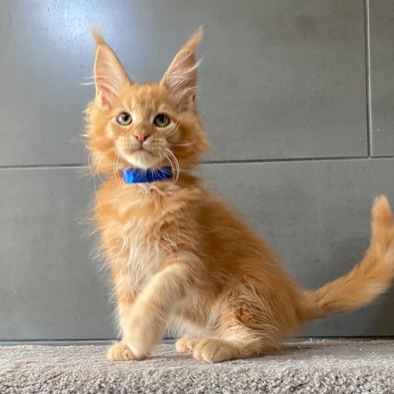 Maine Coon EZ Winnipeg