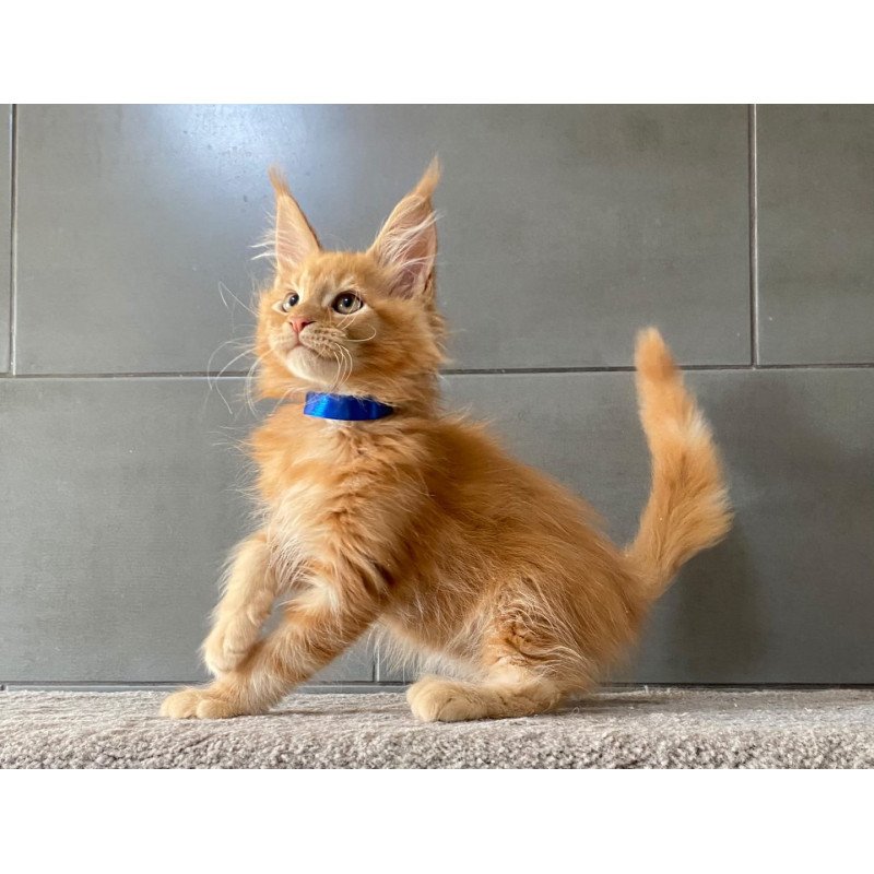 Maine Coon EZ Winnipeg
