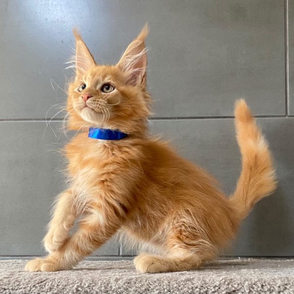 Maine Coon EZ Winnipeg
