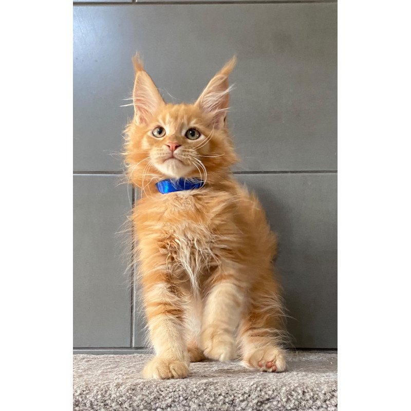 Maine Coon EZ Winnipeg