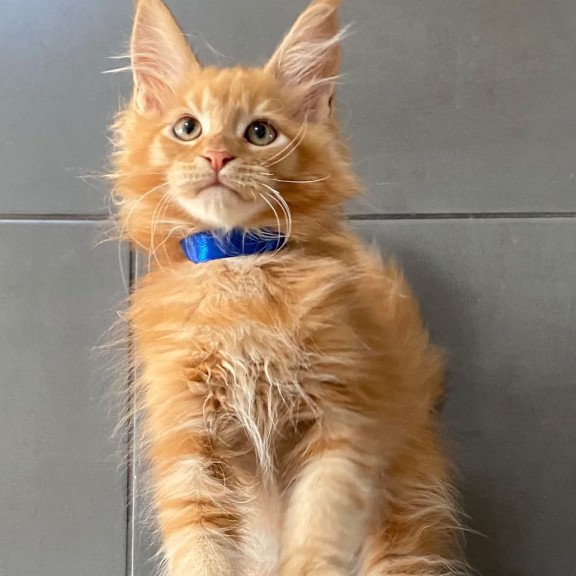 Maine Coon EZ Winnipeg