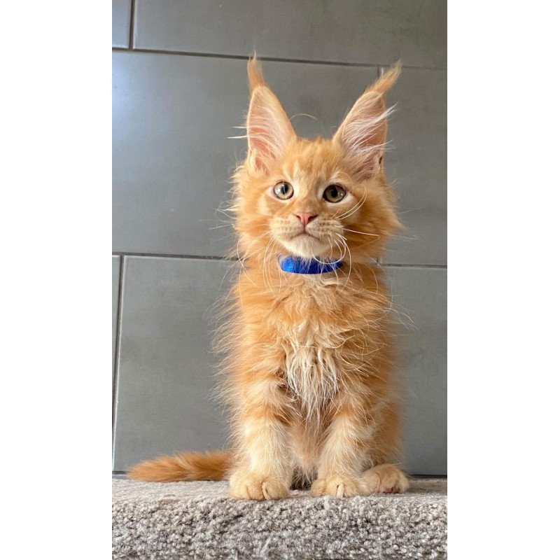 Maine Coon EZ Winnipeg