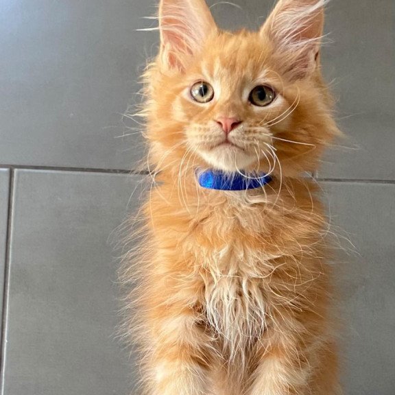 Maine Coon EZ Winnipeg