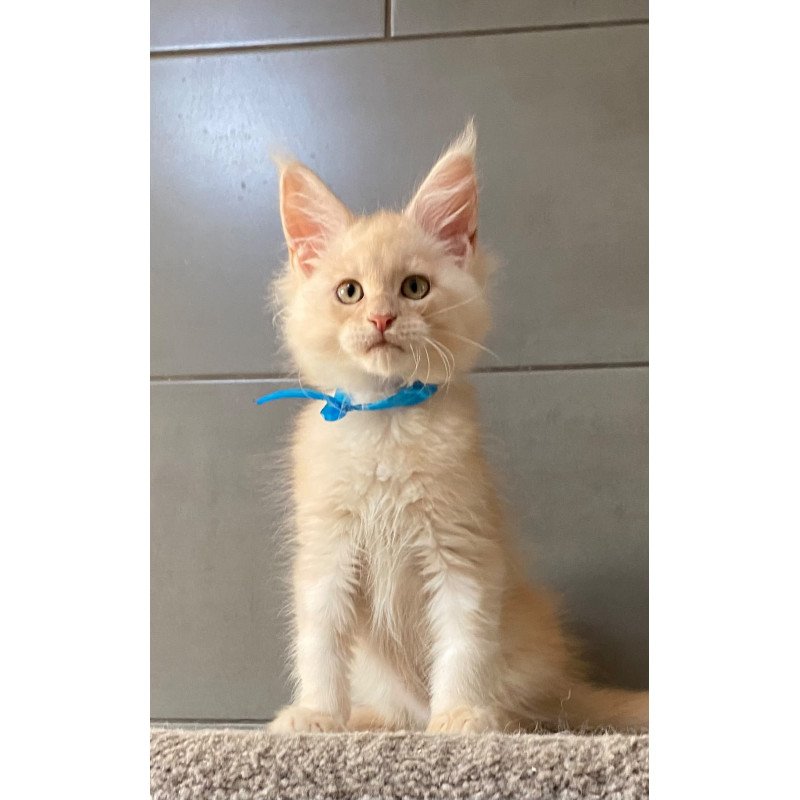 Maine Coon EZ Wakayama